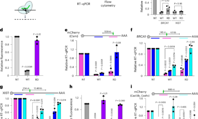A pervasive RT–qPCR artifact inflates RNA knockdown by RNA-targeting CRISPR