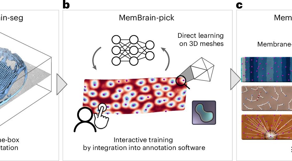 AI automates 3D membrane mapping, matching manual results in a fraction of time