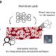 AI automates 3D membrane mapping, matching manual results in a fraction of time