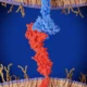 Akeso, Summit cancer drug confirms lung cancer survival benefit