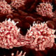Bone Marrow-on-a-Chip Model Offers New Window Into Immune Cell Development and Behavior