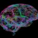 Brain Protein in Mice Offers Insights Into Brain Development and ADHD