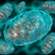 Chronic Interferon Exposure Linked to Immunosuppression in Cancer