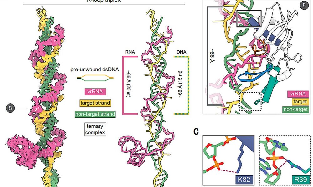 Discovery of CRISPR’s long lost ancestor may expand gene-editing toolkit