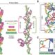 Discovery of CRISPR’s long lost ancestor may expand gene-editing toolkit