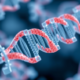 Engineered mini CRISPR enzyme gets a 60-fold power boost for gene editing