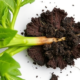Fungal Allies Decoded: How Trichoderma Rewires Melon Roots to Defeat Fusarium Wilt