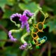GASA/snakin proteins reveal conserved structure and diverse plant functions