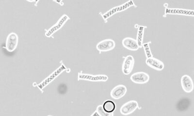 Genomic diversity and antibiotic resistance in porcine F18 E. coli strains