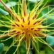 Mapping the Dynamic Plant Interactome: New Quantitative In Vivo Approaches Emerge