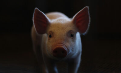 Pig to human kidney transplantation hits a new milestone