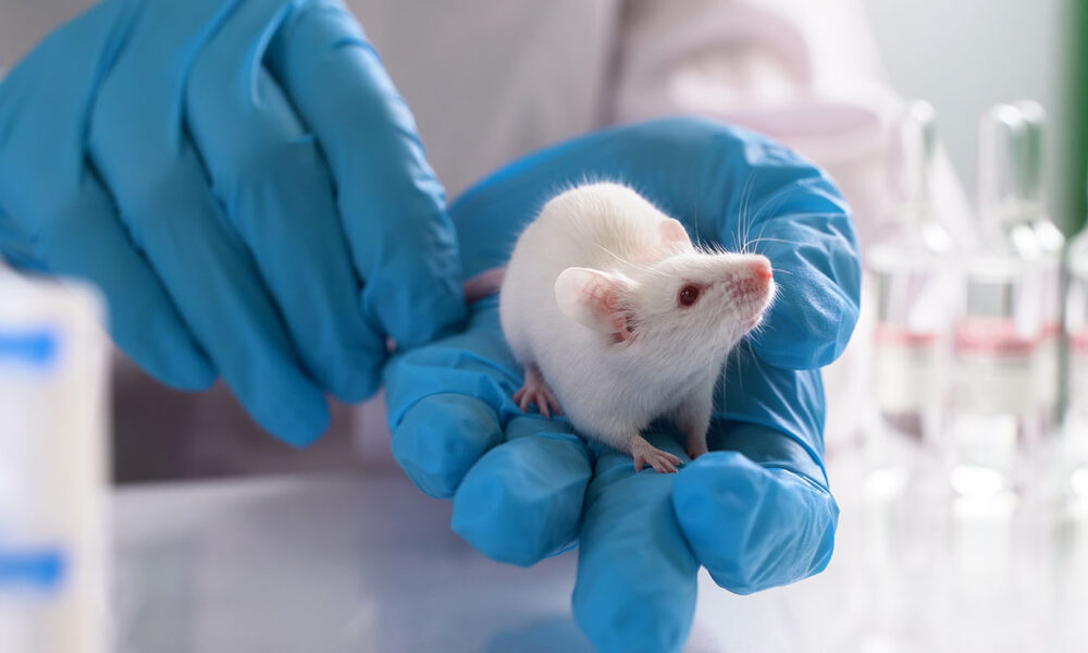Psilocybin Prevents Chemotherapy-Related Peripheral Neuropathy in Mice