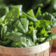 STAT+: FDA takes another look at botanical drugs