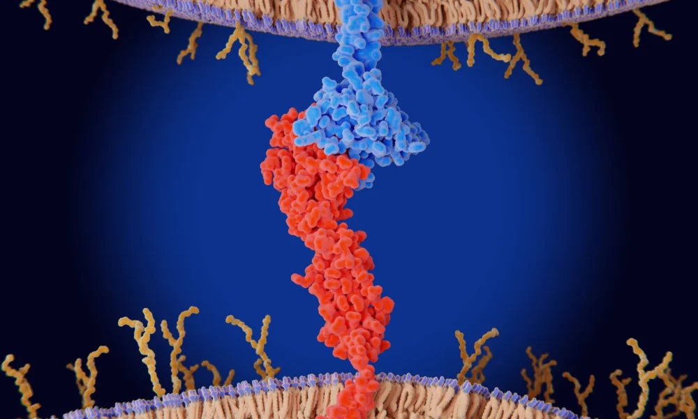 Summit, Akeso look to shed PD-1/VEGF drug doubts with latest study results