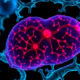 Telomerase and β-Catenin Join Forces to Drive Aggressive Liver Cancer