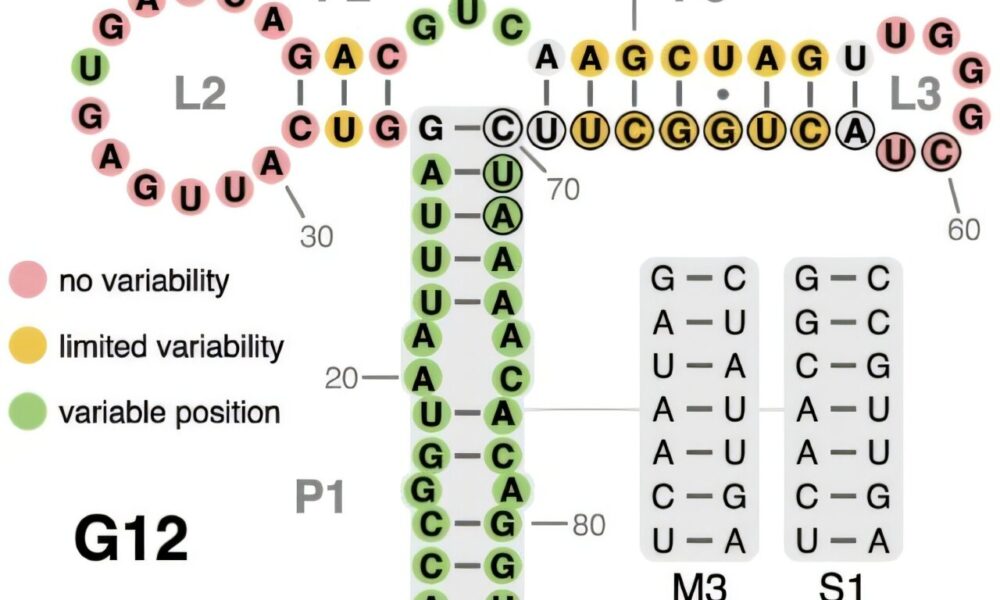 A small RNA switch with huge potential opens up new possibilities for synthetic biology