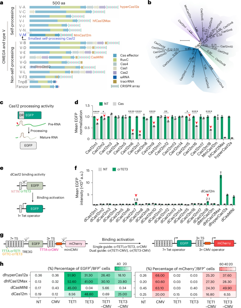 An engineered, compact Cas12m variant for multiplexed gene activation in vivo
