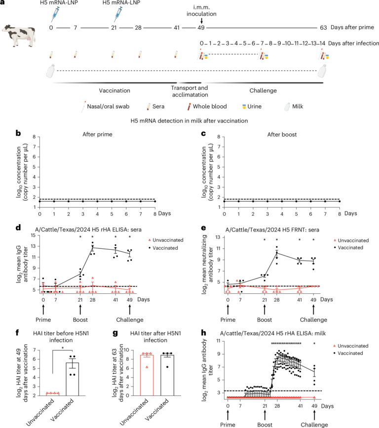 An mRNA–lipid nanoparticle vaccine against H5N1 influenza virus protects lactating dairy cows from infection