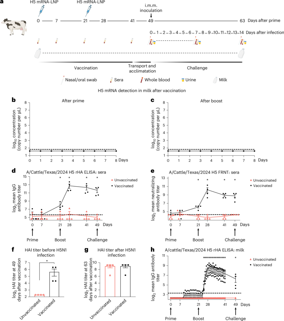 An mRNA–lipid nanoparticle vaccine against H5N1 influenza virus protects lactating dairy cows from infection