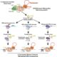 Compact CRISPR alternative uses bacterial proteins to insert large DNA segments