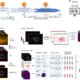Decoding systemic vascular health and hypertensive disorders in pregnancy through retinal imaging and Visionary AI