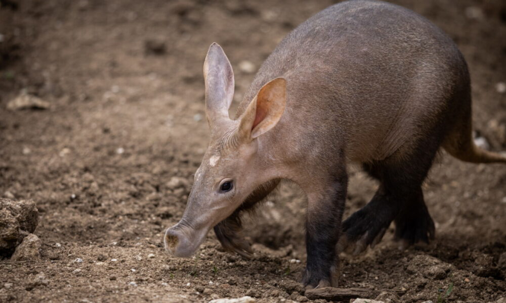 FDA uncages Aardvark’s Prader-Willi study after new data cleared safety concerns