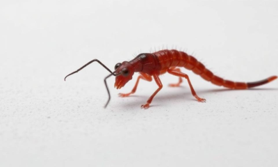 Retracted Study on Helminth Infection Models Pulled After Unverifiable References Surface