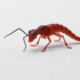 Retracted Study on Helminth Infection Models Pulled After Unverifiable References Surface