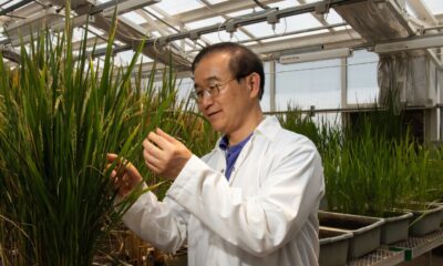 Rice plants can fight off devastating disease after gene editing with AI-designed tool