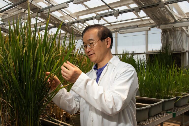 Rice plants can fight off devastating disease after gene editing with AI-designed tool
