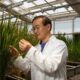 Rice plants can fight off devastating disease after gene editing with AI-designed tool
