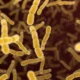 Vaxcyte skyrockets on ‘near best-case’ pneumococcal vaccine data